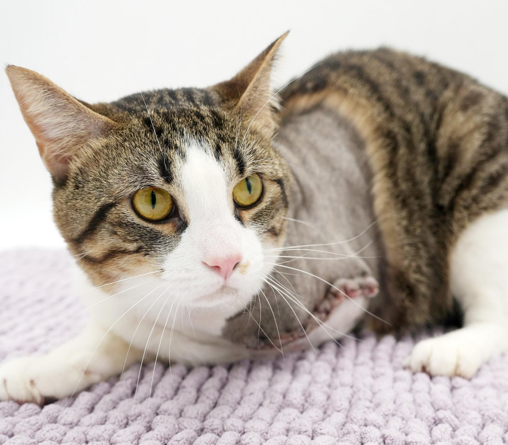 Milo is a TRIPOD angel - wow this is special cuddle boy