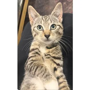 Tostitos May, needs young cat buddy