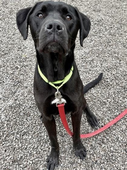 Cooper