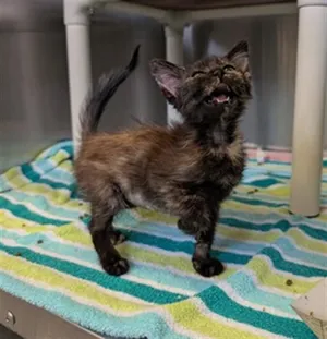 PENELOPE