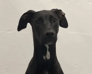 Chili