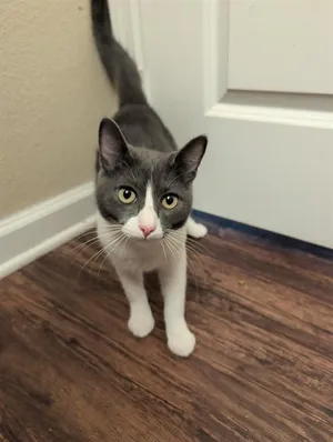 SAMPSON