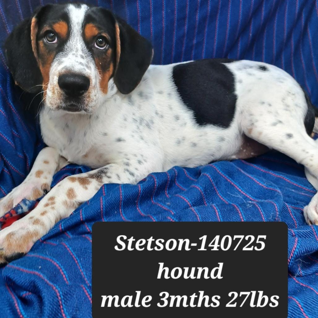 Stetson