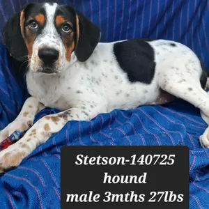 Stetson