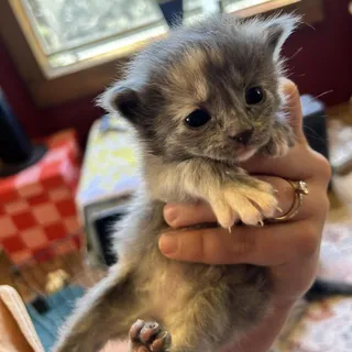Kiwi