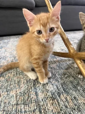 Mango
