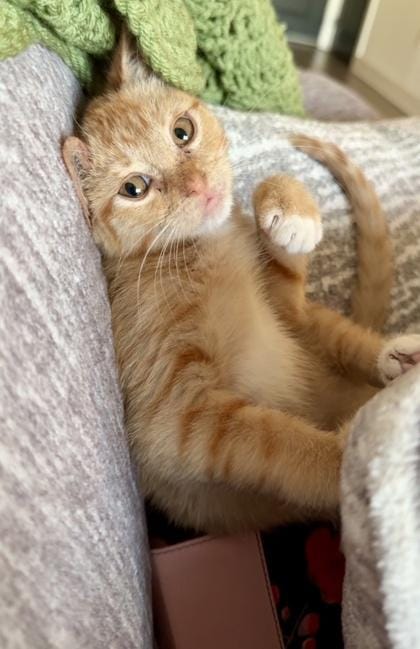 Crayon (pre adopt)