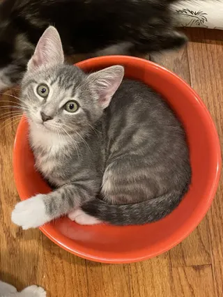 Sprout