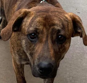 HAYDEN