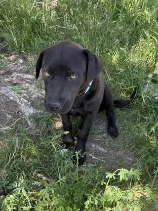 Elmer
