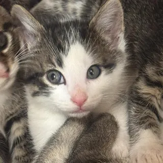 Odysseus