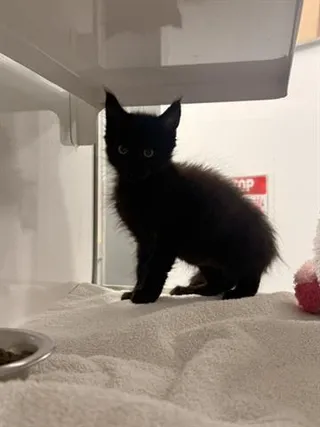 PANTHER