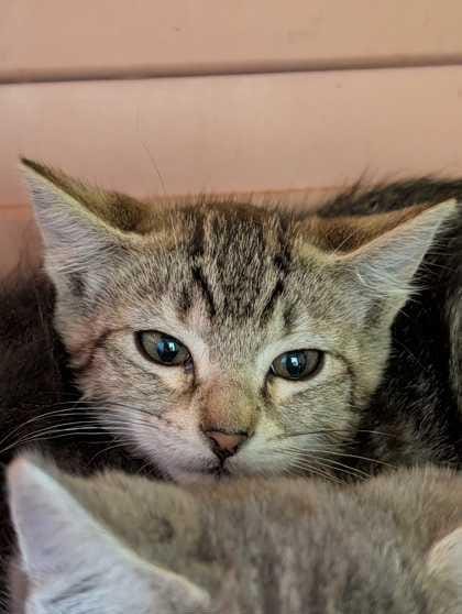 Strawberry Frosted