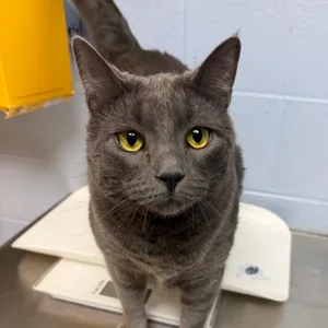 Leo