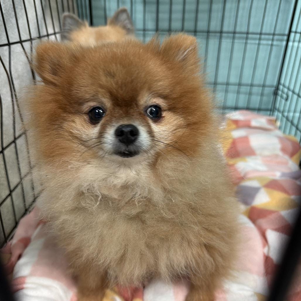 Peanut