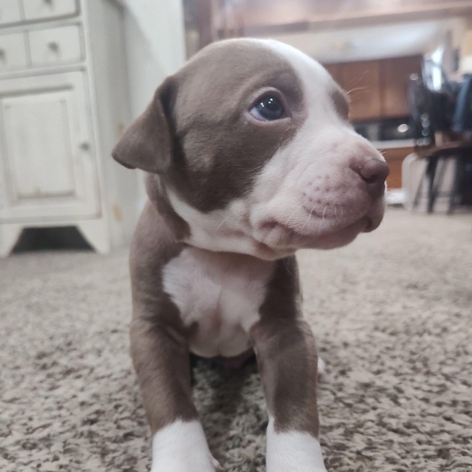 Bali (vacation island litter)