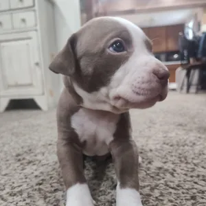 Bali (vacation island litter)