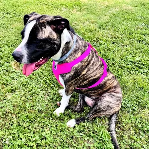 Bella