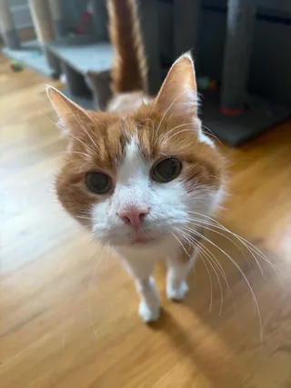 Booger