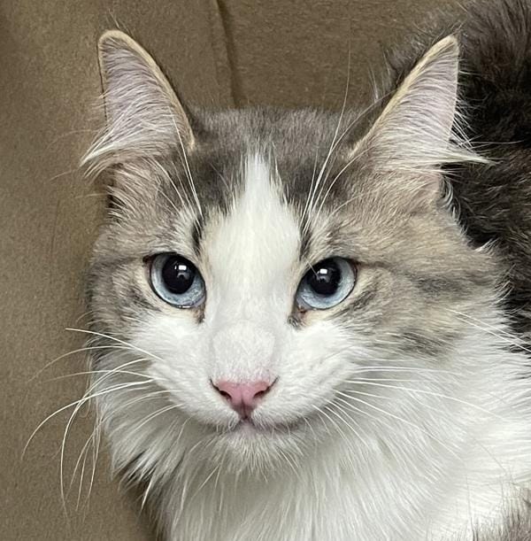 Alby