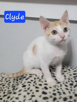 Clyde