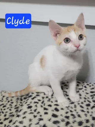 Clyde