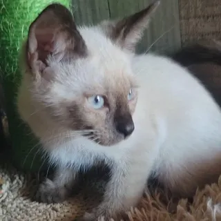 Bamboo