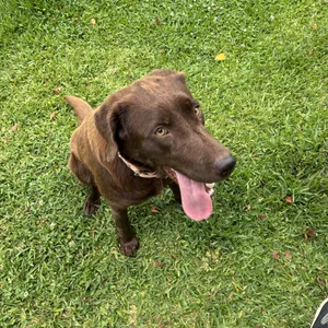 Hazel