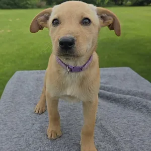 Denali
