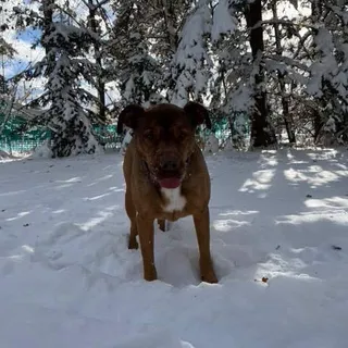 Mason