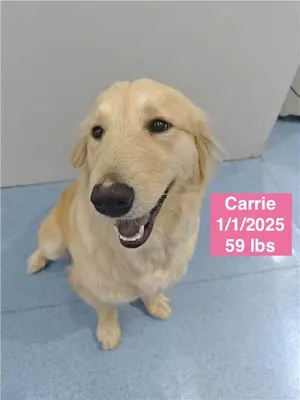 Carrie