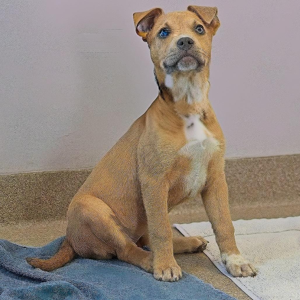 Lola - Home to Home