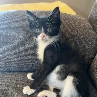 Bandit