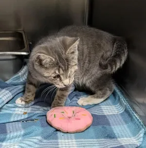Squints (Neutered) Special Needs .. Left Eye Removed) (Photos June 16th 2026)