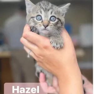 Hazel in Manchester, MD