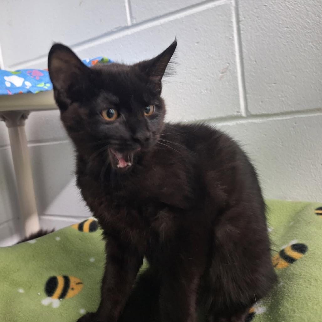Jiji