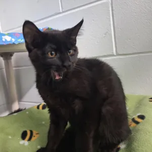 Jiji