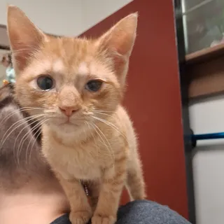Peanut Butter