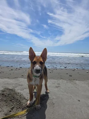 Coyote