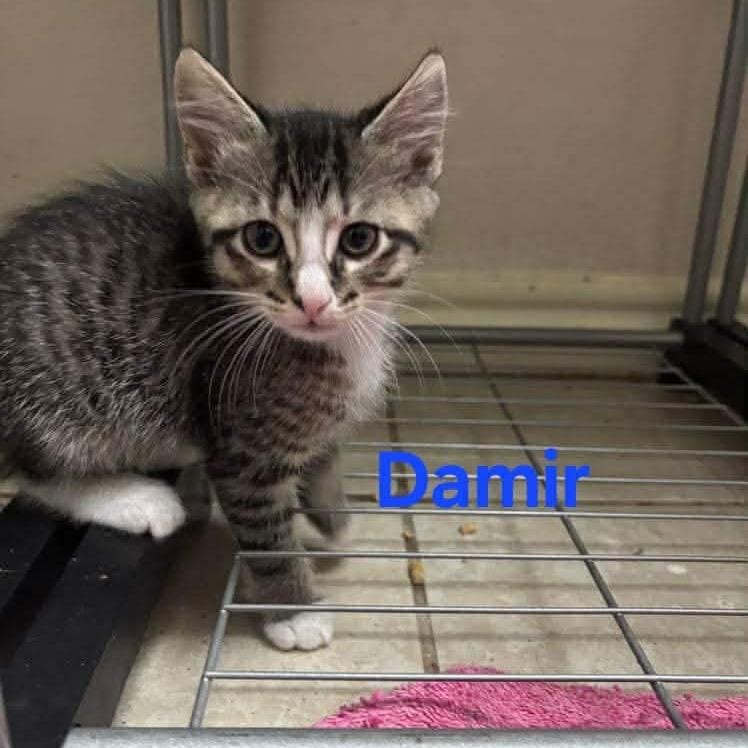Damir