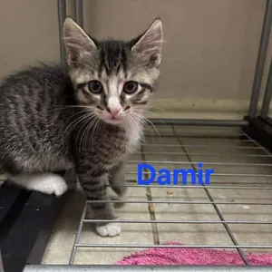 Damir