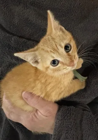 Mr. Teal