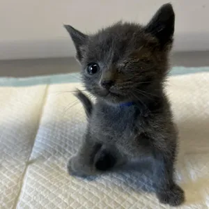 IVHS-Stray-138255