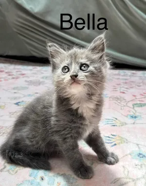 Princess Sofie (Bella's Sister)
