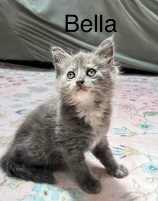 Princess Sofie (Bella's Sister)