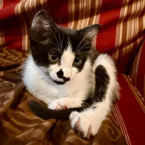 Marble C69424