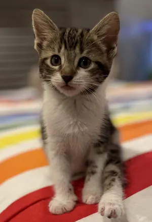 Millie