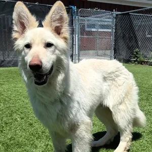 Kaiser