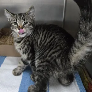 Mochi