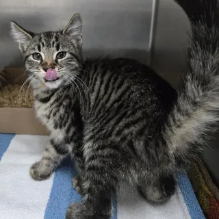 Mochi